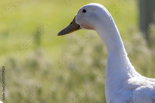 Bild auf Leinwand White duck against green farmland
