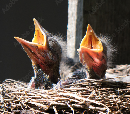 Fieldfare (Turdus pilaris)