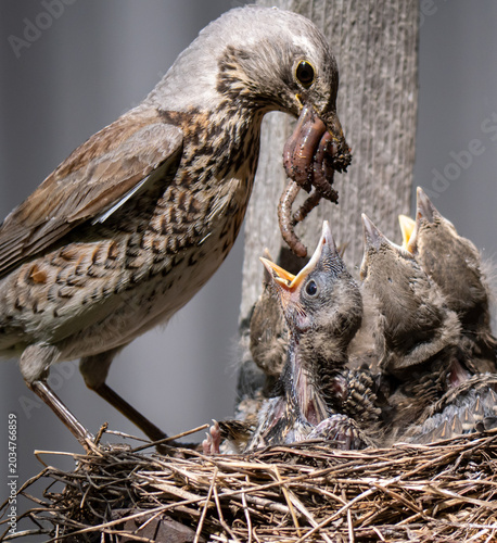 Fieldfare (Turdus pilaris) nest
