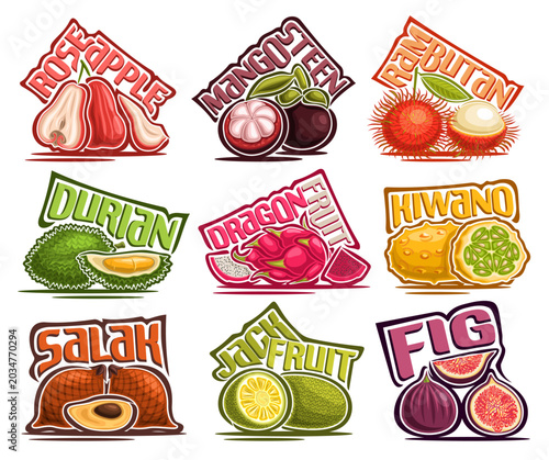 Vector Tropical Fruit Set