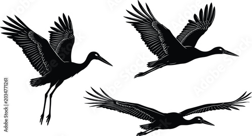 Vászonkép Silhouette illustration of three elegant flying birds in diverse wing positions,