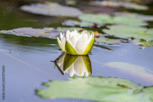Fotografie 初夏の池に咲く美しい睡蓮の花と緑の葉。水面に映るピンクと白の可憐な水生植物のリフレクション背景素材。夏、涼しい、青、背景、デザイン、自然風景イメージ