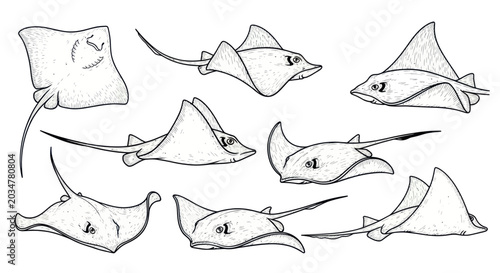 Photos Diverse Ray Species Illustrations: Aquatic Life Studies