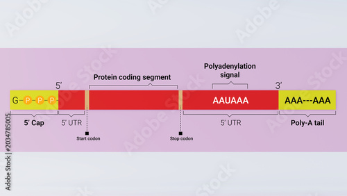 3d illustration of RNA processing diagram with 5' Cap and poly-A tail addition of gene
