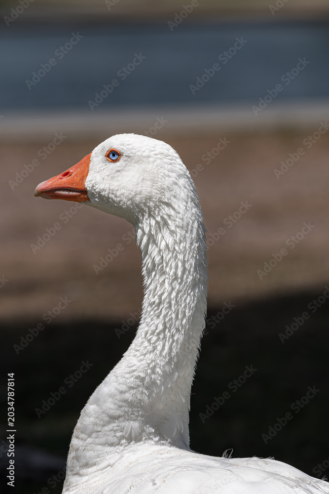 Fototapeta premium Close up portrait of a white goose face with striking blue eye and bright orange beak on a blurred background