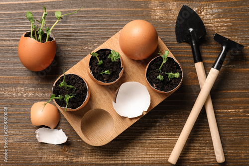 Egg shells with seedlings a...