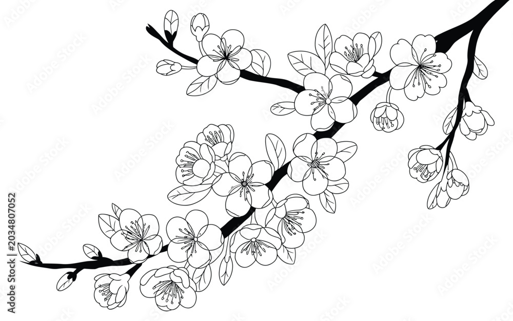 Fototapeta premium Beautiful cherry blossom branch vector illustration with hand drawn line art style blooming sakura flowers and detailed botanical elements.