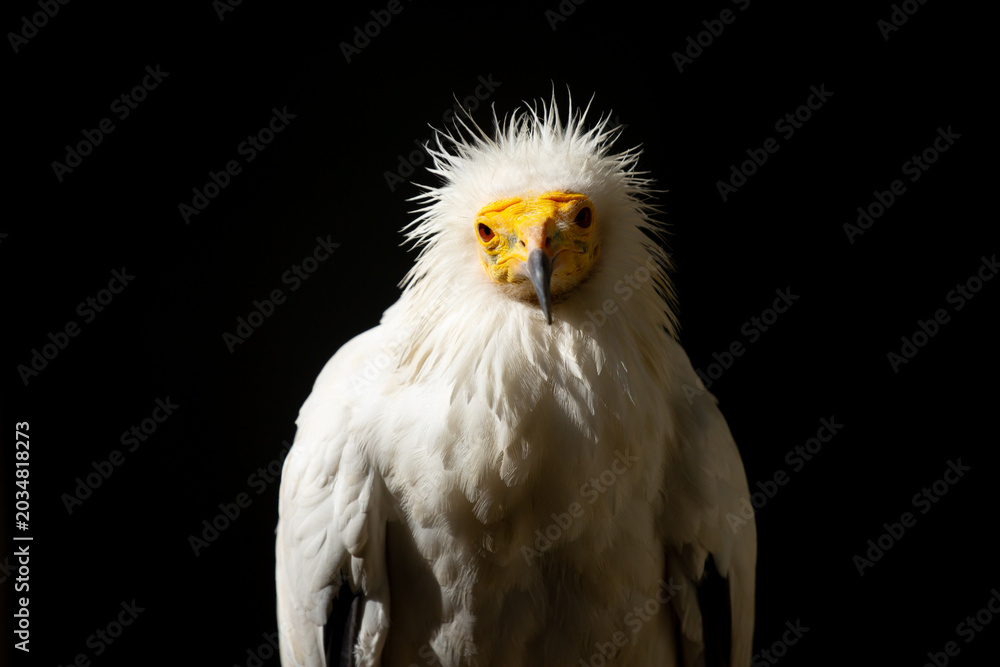 Fototapeta premium A close-up of a vulture against a black background. A large predator perched on a branch in the wild. African birds.