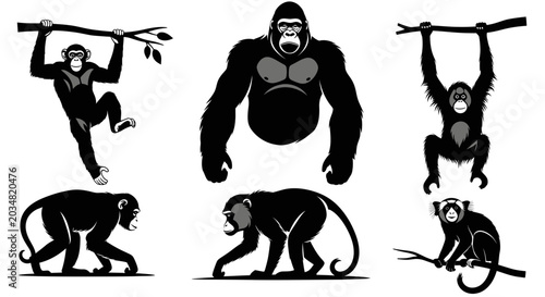 Photography Primate Collection: Gorilla, Chimpanzee, Orangutan Silhouettes, Jungle Animals
