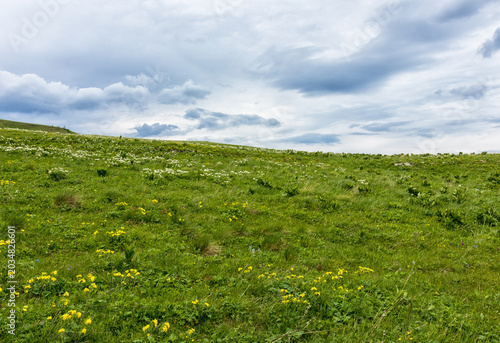 Bilde på lerret Alpine meadows with flowers and green vegetation in summer, walks to the sources