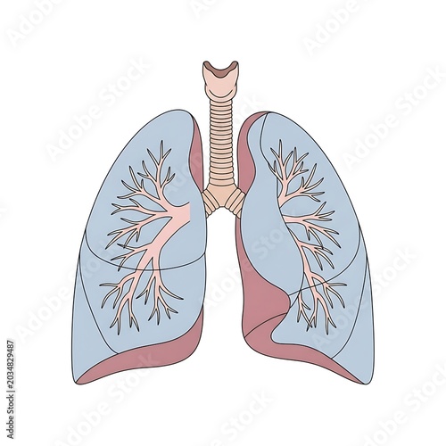 Colorful lungs with bronchial tree illustration on white background.