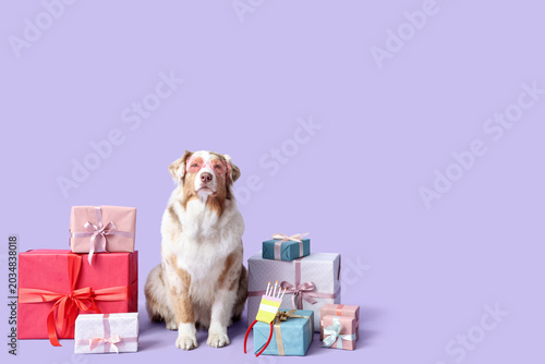 Cute Australian Shepherd do...