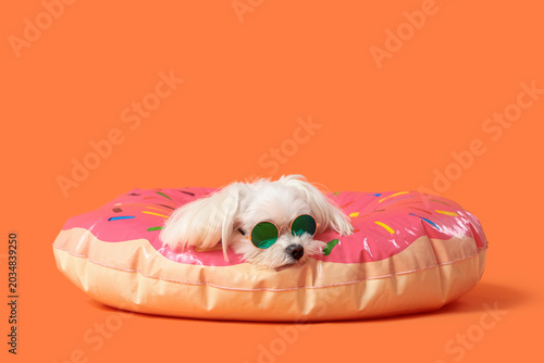 Cute Bolognese dog with sun...