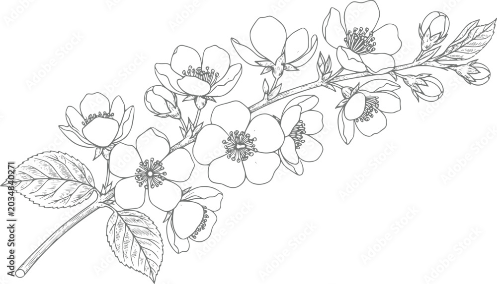 Fototapeta premium Delicate line of a blooming cherry blossom branch with leaves