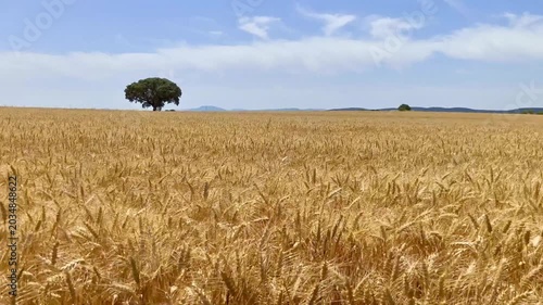 Campo de trigo relajante y dorado con dia de cielo azul