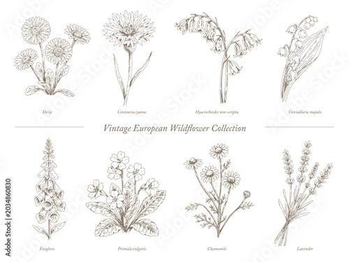 Bild auf Leinwand Vintage European Wildflower Collection