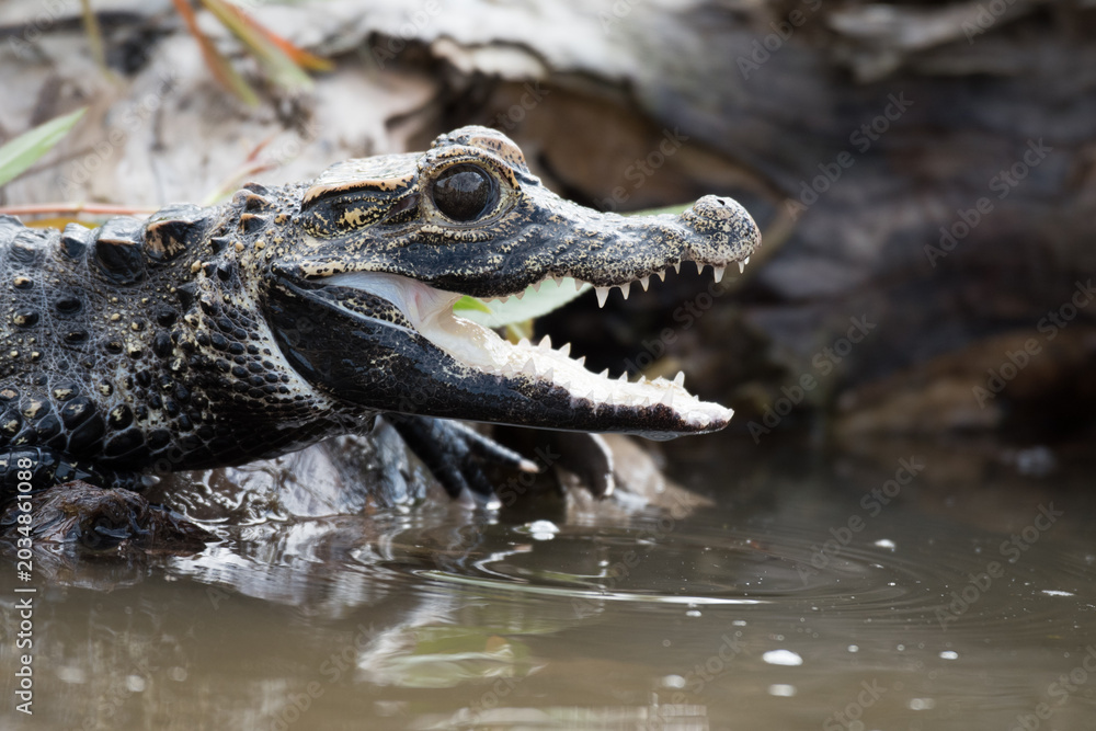 Fototapeta premium Close-up of a caiman with its mouth open in murky water revealing sharp teeth alligator wildlife