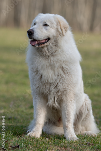 The picture shows a large white herding dog, likely a Great Pyrenees or Maremma Sheepdog