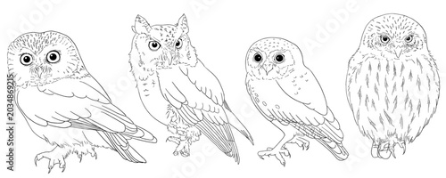 Schilderij op canvas Vector outline of different small owl species (northern saw whet, western screec
