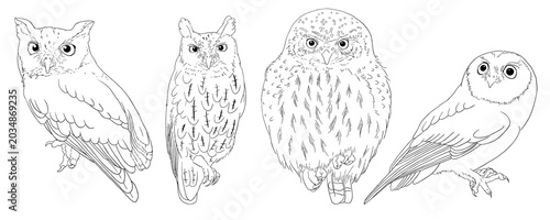 Tableau sur toile Vector outline of different small owl species (Eastern screech, whiskered, north