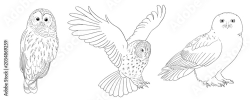 Vector outline of different large owl species (barred, great grey, snowy owl)
