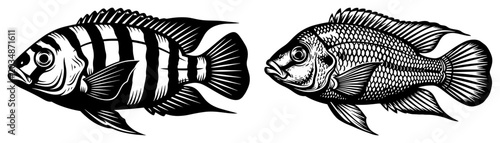 Foto Cichlid fish set with detailed scales and stripes in vintage woodcut style