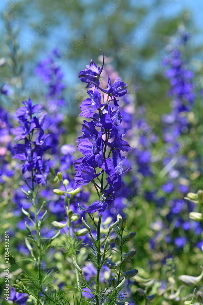 Fototapeta premium Beautiful purple and blue larkspur flowers blossom on tall spikes in a lush green garden field during a sunny summer day - Consolida ajacis
