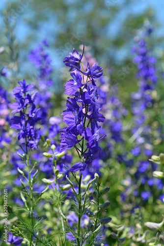 Beautiful purple and blue larkspur flowers blossom on tall spikes in a lush green garden field during a sunny summer day - Consolida ajacis