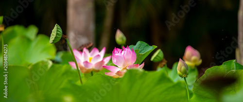 Slika na platnu Lotus pond
