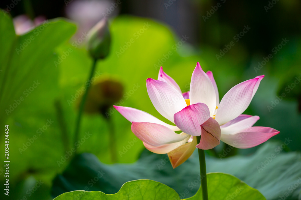 Fototapeta premium Lotus pond. Water lily close up. Sacred lotus flower in Buddhism. Calmness and tranquility. Spa treatments, yoga, meditation. Tropical nature.