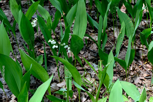 Foto Convallaria majalis