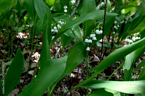 Bild auf Leinwand Convallaria majalis