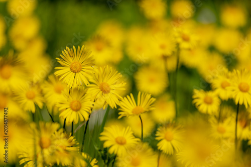 Quadro em tela Selective focus of yellow flowers, Doronicum (Leopard's bane) is a genus of sunflower, Produce yellow daisy-like flowerheads in spring, Herbaceous perennials, Family of Asteraceae, Natural background