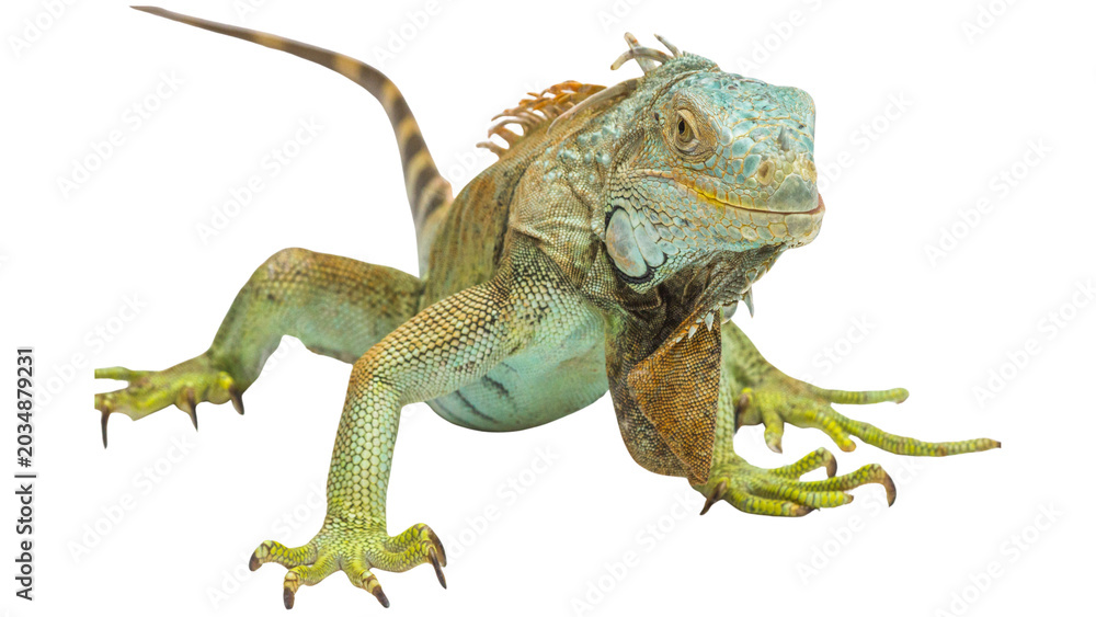 Fototapeta premium iguana isolated on white