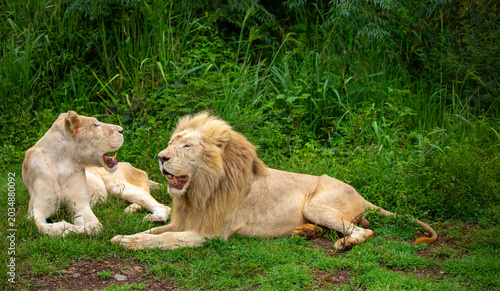 Photography A close-up of a lion and lioness against a backdrop of green grass