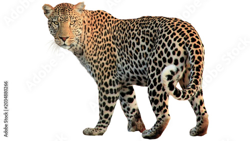 Tableau sur toile leopard, jaguar, predator, panthera pardus, carnivore, panther, tiger,