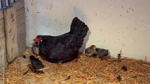 Mother hen with small chicks inside a rustic chicken coop on a countryside farm, surrounded by straw and natural rural atmosphere.