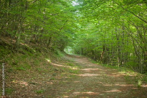 Splendido viale nel bosco in montagna