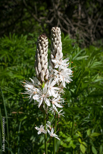 Asfodelo fiorito in montagna a maggio