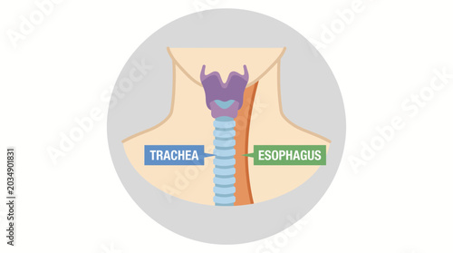 Foto Human Throat Anatomy Esophagus Trachea