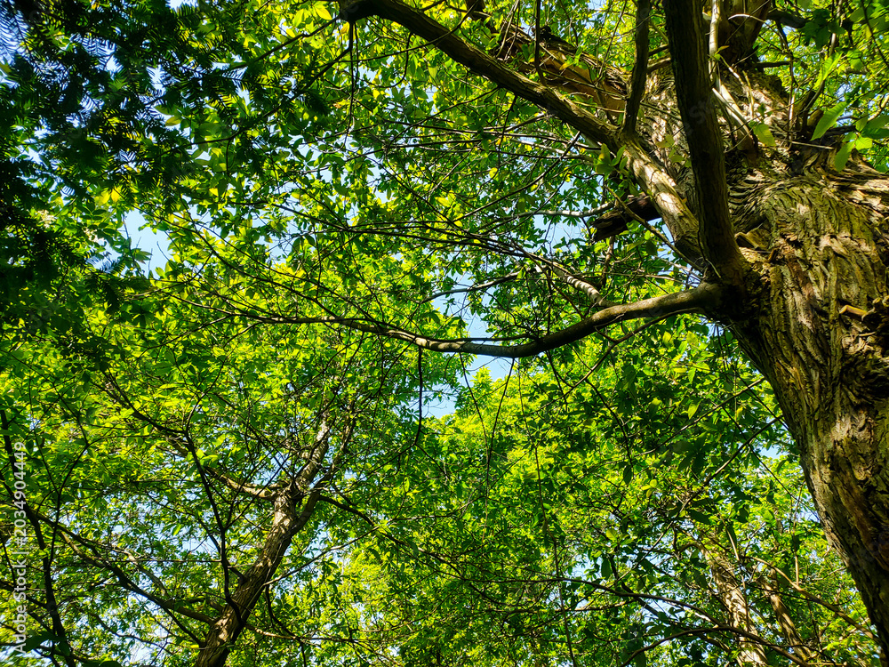 Fototapeta premium Baumkronen im Wald im Frühling
