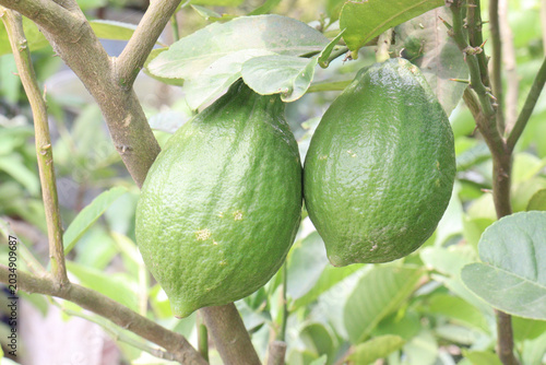 Fotografie Lemon on tree in farm for sell are cash crops