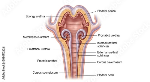 Male Urethra and Sphincter Complex: Coronal Section Through Bladder Neck, Prostatic, Membranous and Spongy Urethra, Internal and External Urethral Sphincters and Surrounding Corpus Spongiosum and Cave