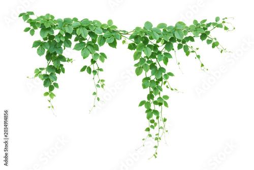 Green vine leaves hanging isolated on white background, natural botanical decoration element.