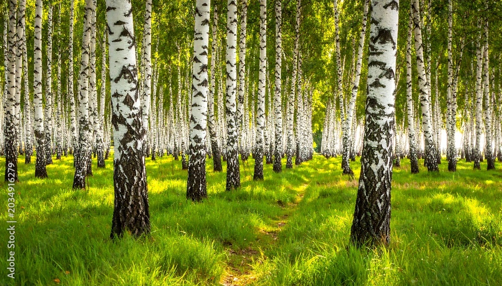 Naklejka premium A serene forest scene with birch trees and lush green grass