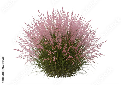 Close-up of pink muhly grass plumes against black background, isolated on a, transparent background