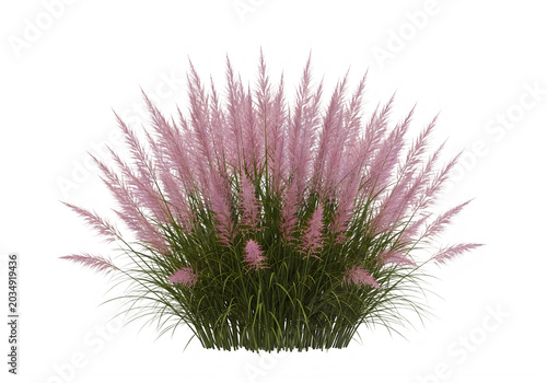 Pink muhly grass ornamental grass cluster with feathery plumes isolated on a transparent background