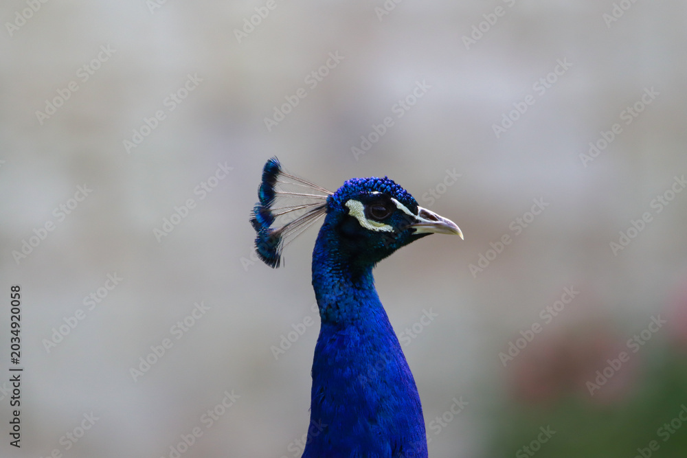 Obraz premium Close‑up of blue peacock head detail