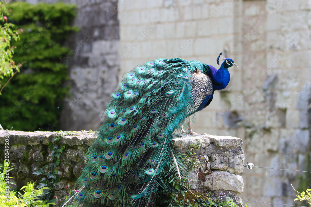 Obraz premium Ornamental bird showing majestic elegance
