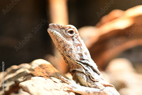 Quadro em tela Close-up portrait of a frilled lizard basking on a wooden log